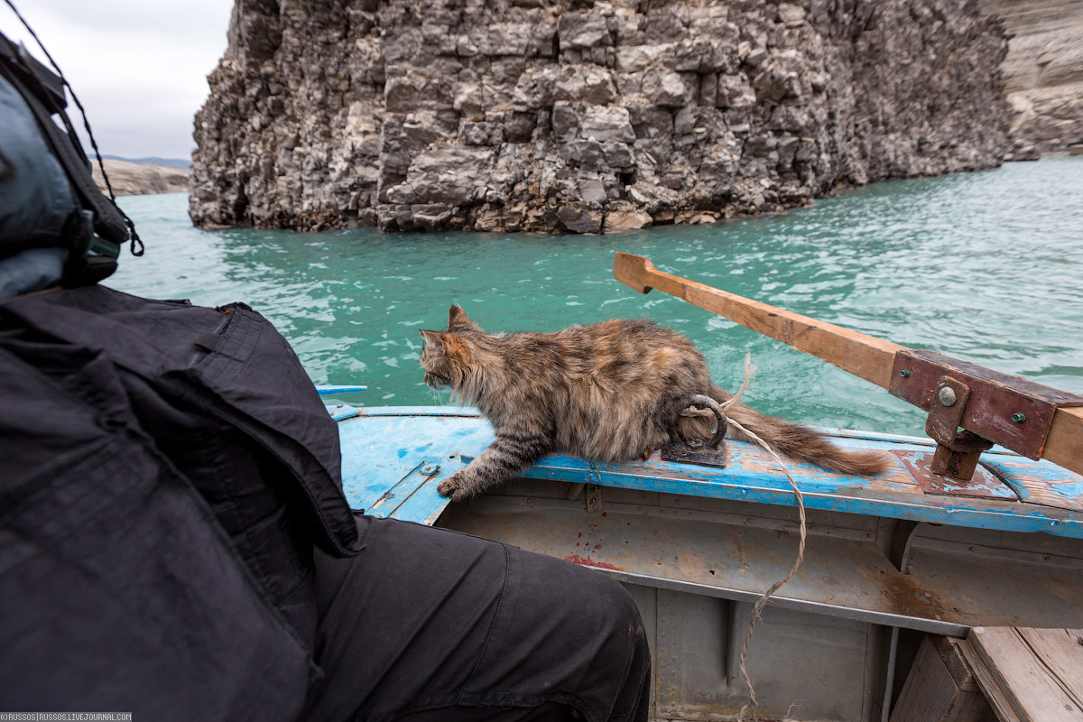 Смелая кошка! кисик, Конечно, лодке, компании, спасибо, Кисик, Может, лодку, решила, понравилось, кошка, кошку, Очень, потом, метров, остров, боялись, выпрыгнет, Переносим, почетное